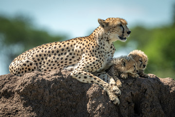 Cheetah lying with two cubs on mound