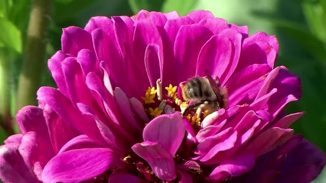 Rotpelzige Sandbiene auf einer pinken Zinnienbl&uuml;te