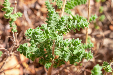 Wild oregano grows in the mountains. Raw oregano in field with blured background. Greek natural herb oregano. Green and fresh oregano flowers.
