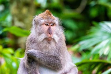 Naklejka na ściany i meble Macaque monkey at Ubud Monkey Forest in Bali, Indonesia