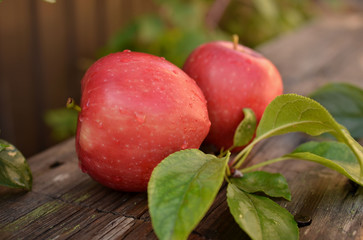 Big red apple on a wooden bench in the autumn garden. Beautiful large apples during the harvest at the farm.
