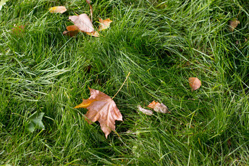 Fallen maple leaves. Indian summer.
