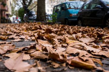 Mit Herbstlaub gefüllter Berliner Gehweg aus der Froschperspektive