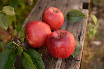 Big red apple on a wooden bench in the autumn garden. Beautiful large apples during the harvest at the farm.