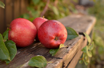 Big red apple on a wooden bench in the autumn garden. Beautiful large apples during the harvest at the farm.