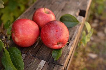Big red apple on a wooden bench in the autumn garden. Beautiful large apples during the harvest at the farm.