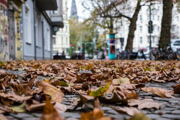 Mit Herbstlaub gefüllter Berliner Gehweg aus der Froschperspektive