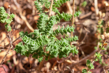 Wild oregano grows in the mountains. Raw oregano in field with blured background. Greek natural herb oregano. Green and fresh oregano flowers.