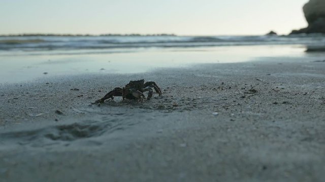 Crab on seashore in late evening, close-up view. Little crab on the sandy seashore