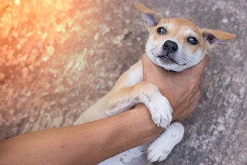 dog abuse,The hand is strangling the dog, the man is abusing the dog