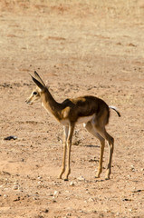 Springbok, Antidorcas marsupialis, Afrique du Sud