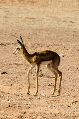Springbok, Antidorcas marsupialis, Afrique du Sud