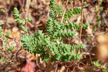 Wild oregano grows in the mountains. Raw oregano in field with blured background. Greek natural herb oregano. Green and fresh oregano flowers.