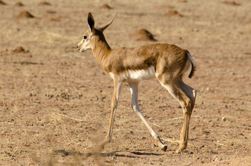 Springbok, Antidorcas marsupialis, Afrique du Sud