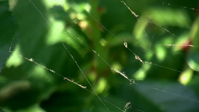 Zitternde F&auml;den eines Spinnennetzes