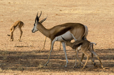 Springbok, Antidorcas marsupialis, Afrique du Sud