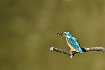 カワセミの食事