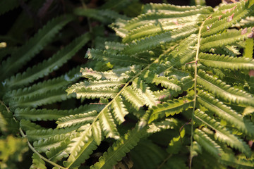 Fern leaves in the evening light