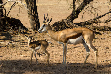 Springbok, Antidorcas marsupialis, Afrique du Sud