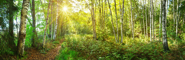 birch tree forest in morning - obrazy, fototapety, plakaty