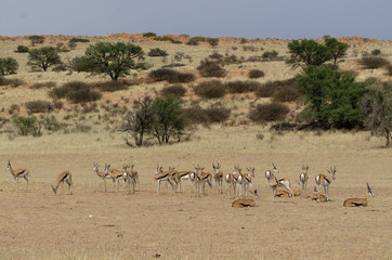 Fototapeta na wymiar Springbok, Antidorcas marsupialis, Afrique du Sud