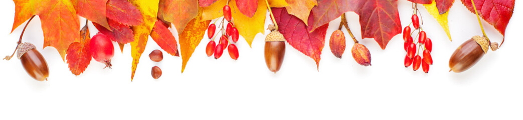 Autumn leaves isolated on white background. Colorful composition with red and yellow fall leaves,...