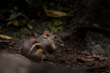 Indochinese ground squirrel on ground in park of Thailand.