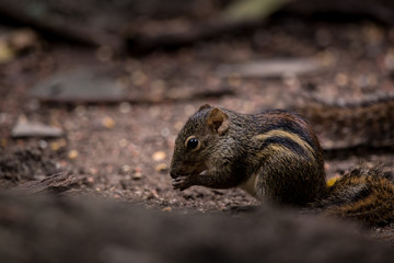 Indochinese ground squirrel on ground in park of Thailand.