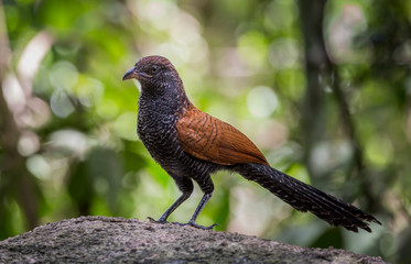 Coucals, Crow pheasants standing on a rock in the forest.