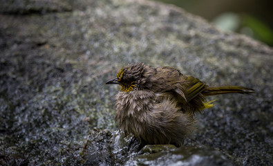 Stripe-throated Bulbul (Pycnonotus finlaysoni).Birds of Thailand.