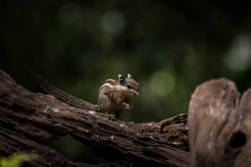 Indochinese ground squirrel on dry wood in park of Thailand.