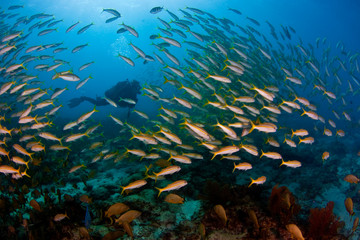 Fototapeta na wymiar Florida Keys Diver