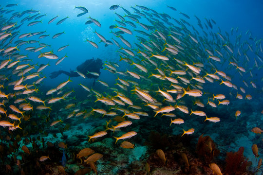 Florida Keys Diver