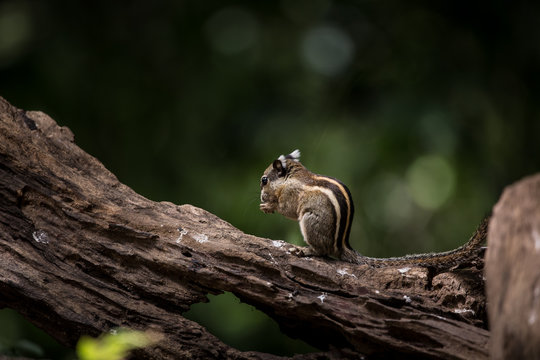 Indochinese ground squirrel on dry wood in park of Thailand.