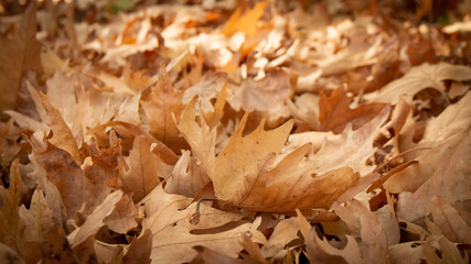 Background texture of yellow leaves. Autumn leaf background. Fallen leaves in the forest in autumn.