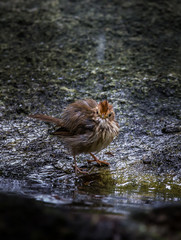  Pin-striped Tit Babbler (Macronus gularis) Standing furry on a rock in park.