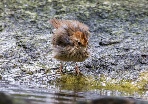  Pin-striped Tit Babbler (Macronus gularis) Standing furry on a rock in park.