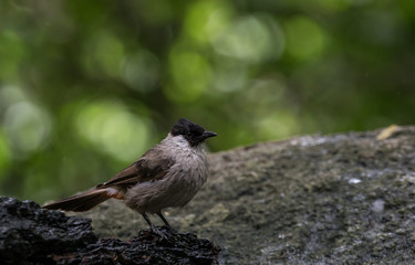 Sooty-headed Bulbul (Pycnonotus aurigaster) on dry tree in park.