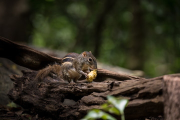  Indochinese ground squirrel (Menetes berdmorei) Eating a banana on a log in the garden.