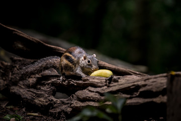  Indochinese ground squirrel (Menetes berdmorei) Eating a banana on a log in the garden.