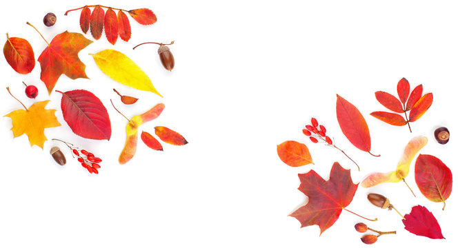 Colorful autumn leaves composition. Autumn leaves  border on white