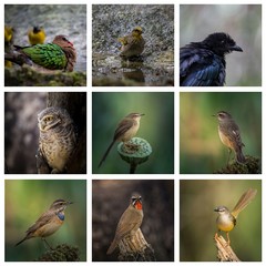 Fototapeta premium Image of 9 birds arranged in a row on a white background.