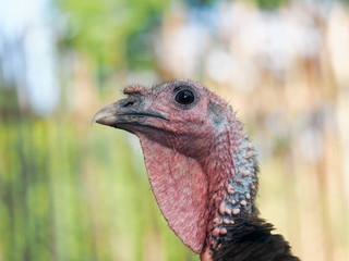 Portrait of a young Turkey bird closeup