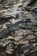 Brown wood surface Abstract template / old wood background image