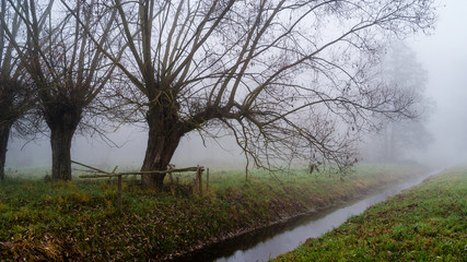 Jesienny krajobraz z wierzbami