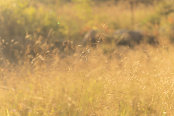 Soft blurred natural background. Dry grass. Pastel colors.