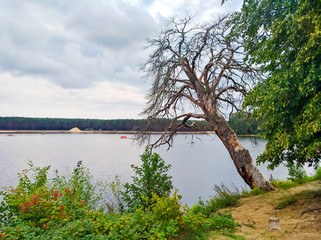 Obraz premium Dead tree by the lagoon in Sielpia, Poland