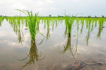 Fototapeta na wymiar Bright green rice fields in the morning, rice fields of Thailand