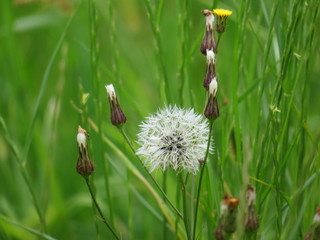 dandelion in grass