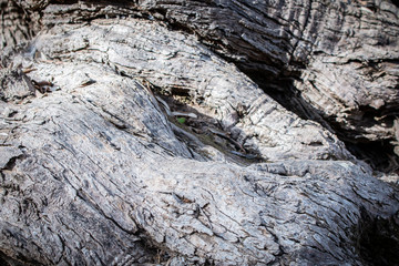 Texture trunk of an old olive tree Natural design element. Texture of a trunk an old olive tree. Macro of a bark of olive tree. Olive wooden background.